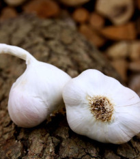 Sadbový česnek Japo II - Allium sativum - nepaličák - prodej cibulí česneku - 1 balení