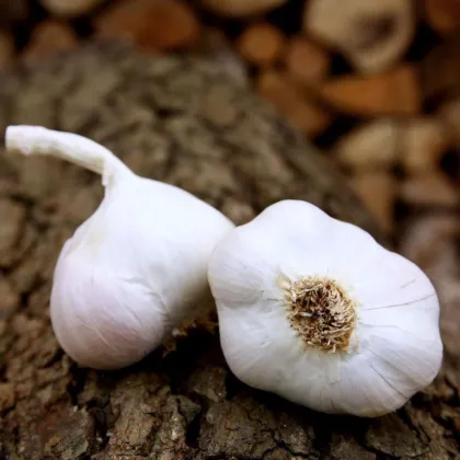 Sadbový česnek Japo II - Allium sativum - nepaličák - prodej cibulí česneku - 1 balení