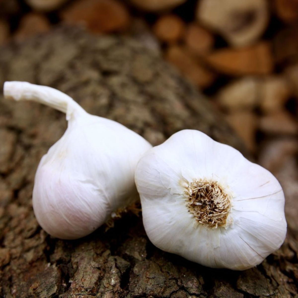Sadbový česnek Japo II - Allium sativum - nepaličák - prodej cibulí česneku - 1 balení