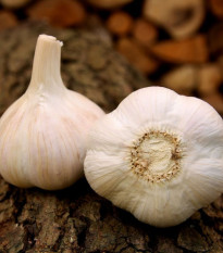 Sadbový česnek Havel - Allium sativum - paličák - 1 balení