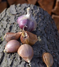 Sadbový česnek Janko - Allium sativum - paličák - 1 balení