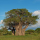 Baobab africký - Adansonia digitata - prodej semen - 6 ks