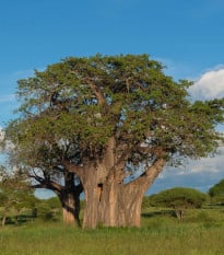 Baobab africký - Adansonia digitata - prodej semen - 6 ks