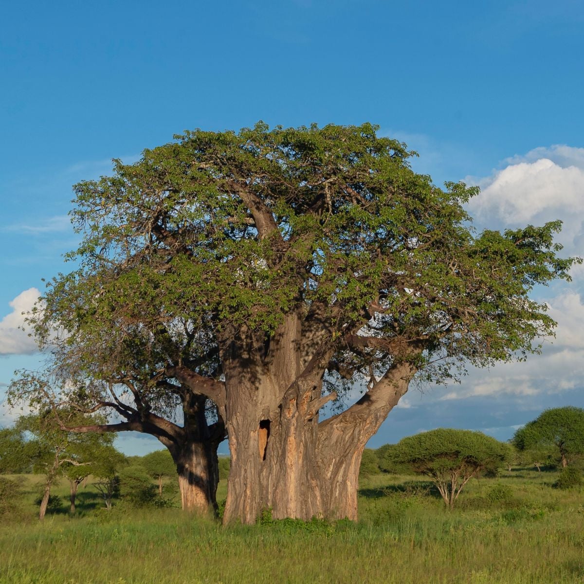 Baobab africký - Adansonia digitata - prodej semen - 6 ks