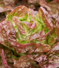 Salát římský Galba - Lactuca sativa var. longifolia - prodej semen - 200 ks