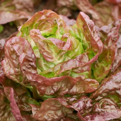 Salát římský Galba - Lactuca sativa var. longifolia - prodej semen - 200 ks