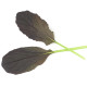 Mizuna Red Empire F1 - Brassica rapa var. japonica - prodej semen - 400 ks
