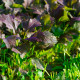 Mizuna Red Empire F1 - Brassica rapa var. japonica - prodej semen - 400 ks