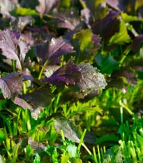 Mizuna Red Empire F1 - Brassica rapa var. japonica - prodej semen - 400 ks