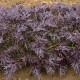 BIO Hořčice Moutarde Rouge Metis - Brassica juncea - prodej bio semen - 100 ks