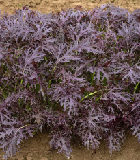 BIO Hořčice Moutarde Rouge Metis - Brassica juncea - prodej bio semen - 100 ks