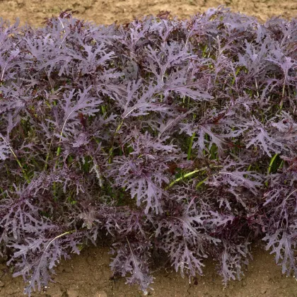 BIO Hořčice Moutarde Rouge Metis - Brassica juncea - prodej bio semen - 100 ks