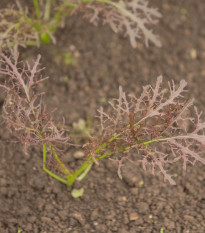 Hořčice červená Red Frills - Brassica juncea - prodej semen - 300 ks