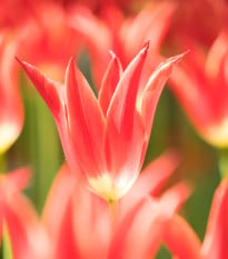 Aladdin tulipán – Tulipa – cibuloviny