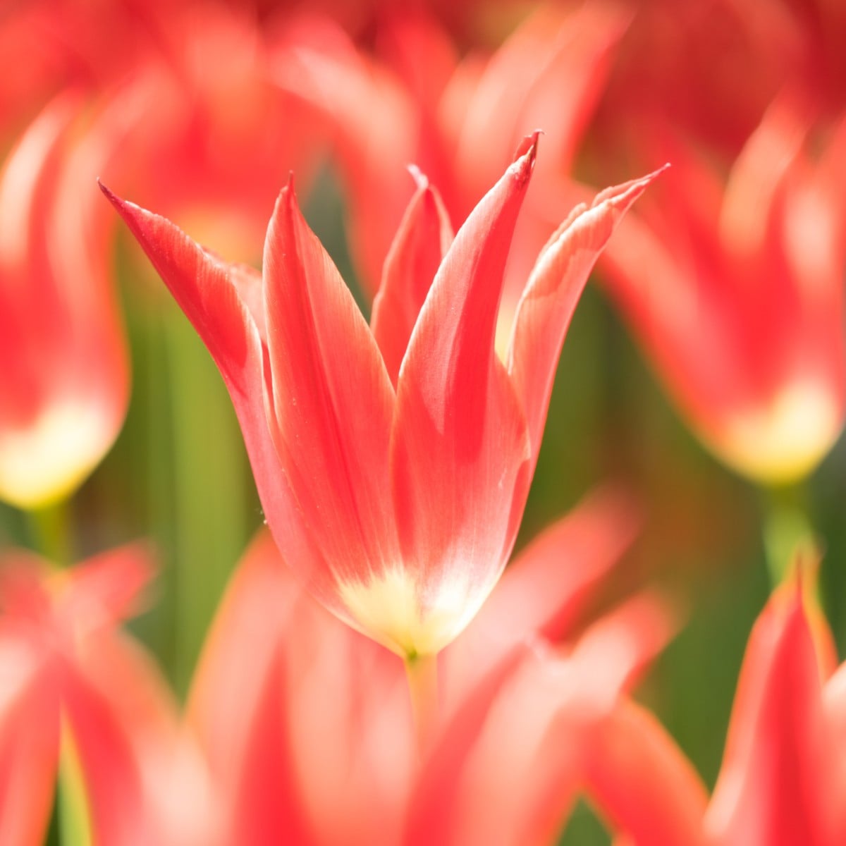 Aladdin tulipán – Tulipa – cibuloviny