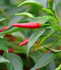 BIO Piri Piri – Capsicum frutescens – semena chilli