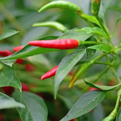 BIO Piri Piri – Capsicum frutescens – semena chilli