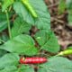 BIO Piri Piri – Capsicum frutescens – semena chilli