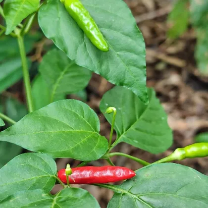 BIO Piri Piri – Capsicum frutescens – semena chilli