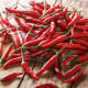 BIO Piri Piri – Capsicum frutescens – semena chilli
