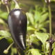 BIO Jalapeno Purple – Capsicum annuum – semena chilli