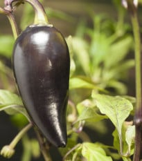 BIO Jalapeno Purple – Capsicum annuum – semena chilli