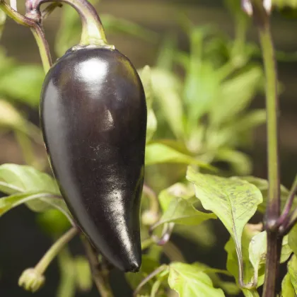 BIO Jalapeno Purple – Capsicum annuum – semena chilli