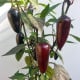 BIO Jalapeno Purple – Capsicum annuum – semena chilli