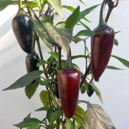 BIO Jalapeno Purple – Capsicum annuum – semena chilli