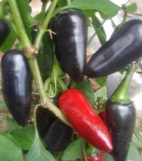 BIO Chilli Jalapeno Purple - Capsicum annuum - bio chilli semena - 8 ks