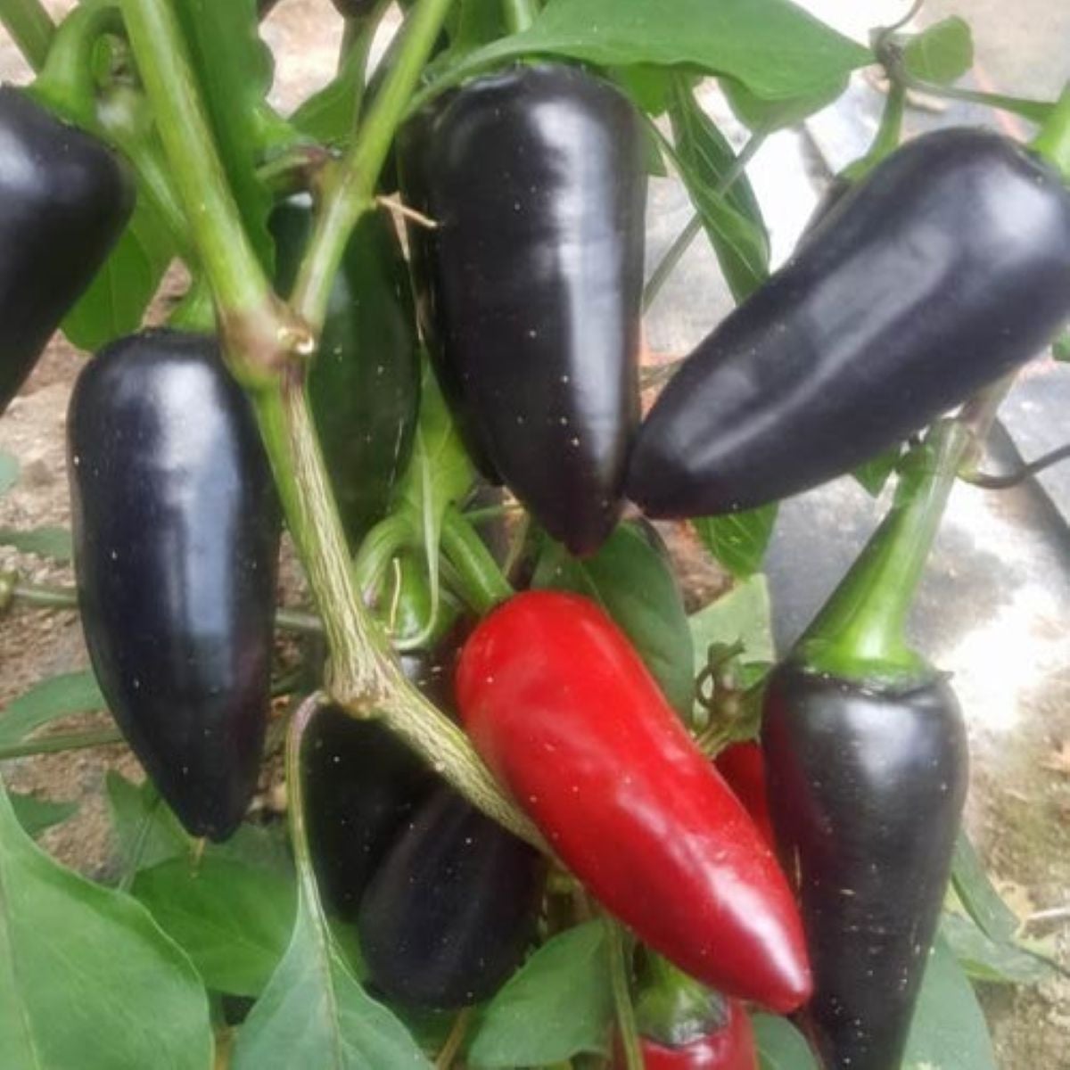 BIO Jalapeno Purple – Capsicum annuum – semena chilli