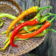 BIO Chilli Corbaci – turecké chilli bez pálivosti – 8 ks