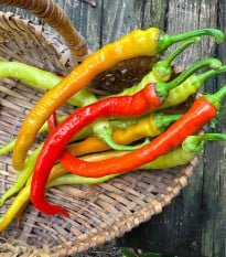 BIO Chilli Corbaci – turecké chilli bez pálivosti – 8 ks