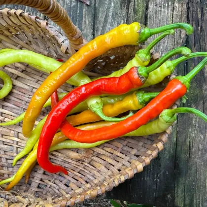 BIO Chilli Corbaci – turecké chilli bez pálivosti – 8 ks