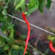 BIO Chilli Corbaci – turecké chilli bez pálivosti – 8 ks