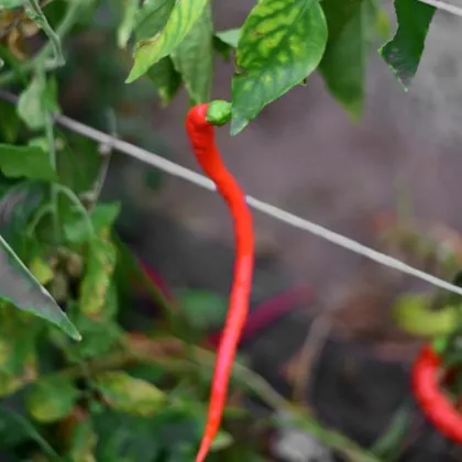 BIO Chilli Corbaci – turecké chilli bez pálivosti – 8 ks