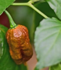 BIO Carolina Reaper Caramel - extrémně pálivé chilli