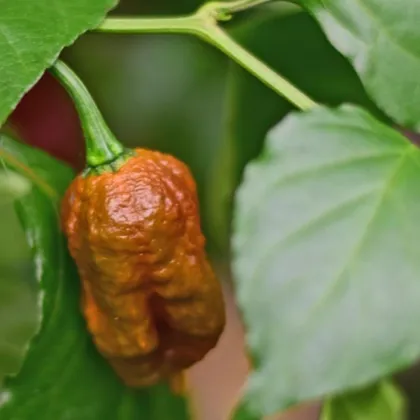 BIO Carolina Reaper Caramel - extrémně pálivé chilli