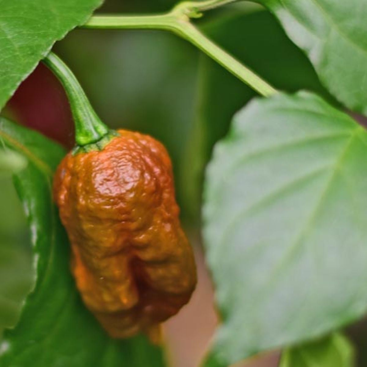 BIO Carolina Reaper Caramel - extrémně pálivé chilli