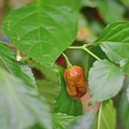 BIO Carolina Reaper Caramel - extrémně pálivé chilli