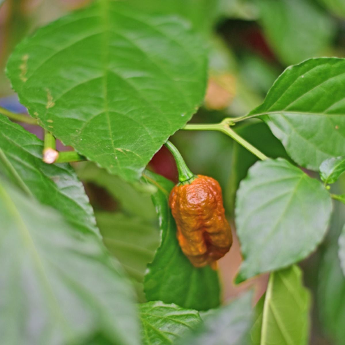 BIO Carolina Reaper Caramel - extrémně pálivé chilli