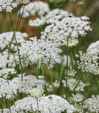 Queen of Africa – pakmín větší Ammi majus – semena 150 ks