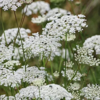 Queen of Africa – pakmín větší Ammi majus – semena 150 ks