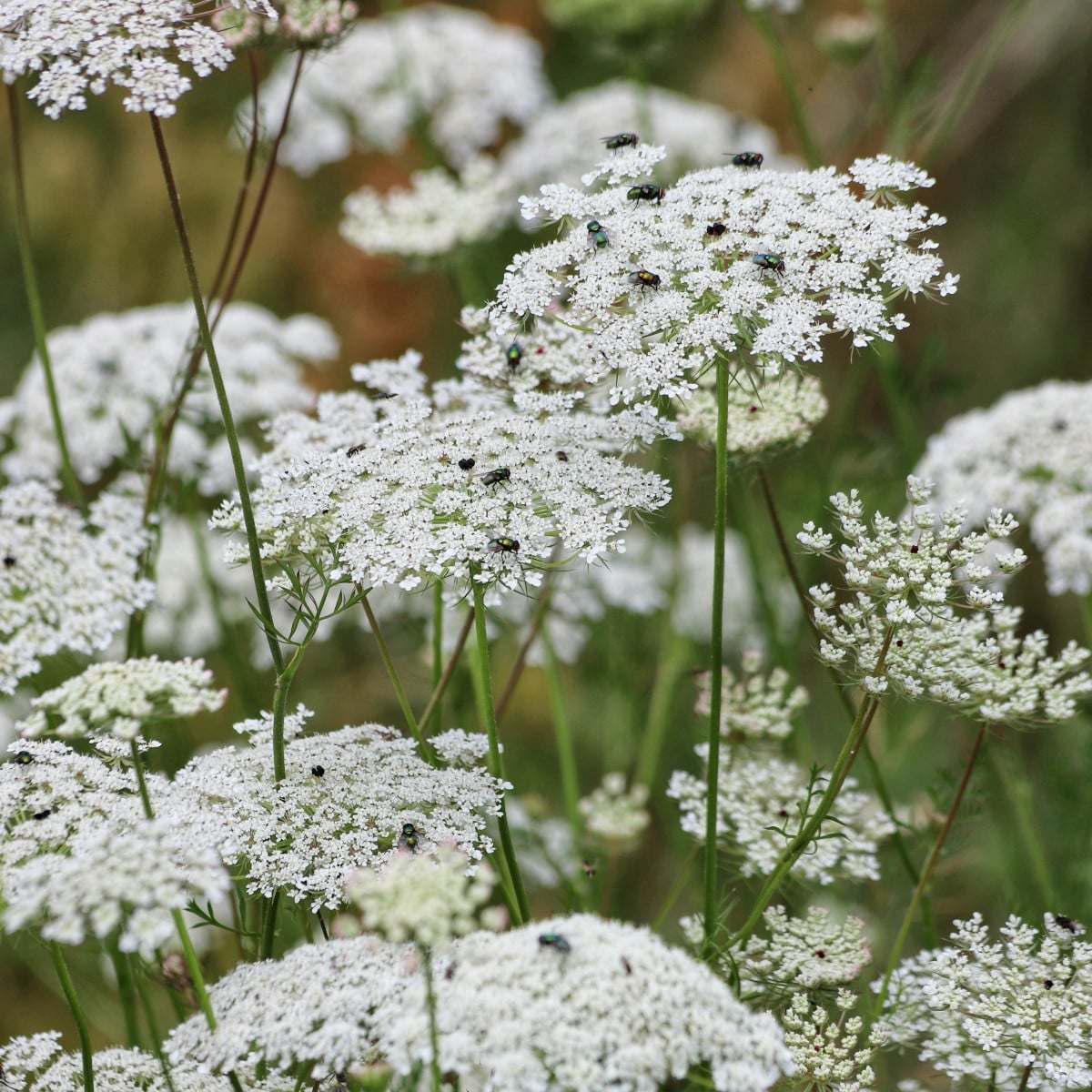 Queen of Africa – pakmín větší Ammi majus – semena 150 ks