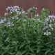 BIO semena majoránky – Origanum majorana – 200 ks