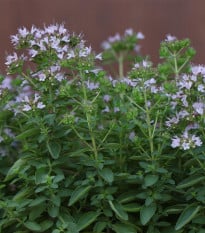 BIO semena majoránky – Origanum majorana – 200 ks