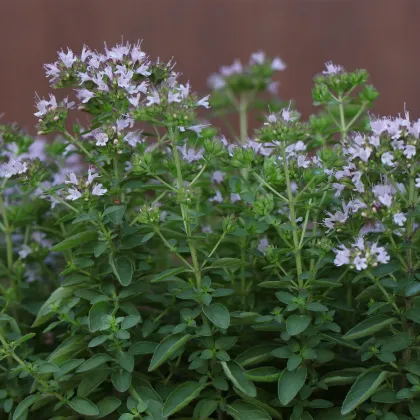 BIO semena majoránky – Origanum majorana – 200 ks