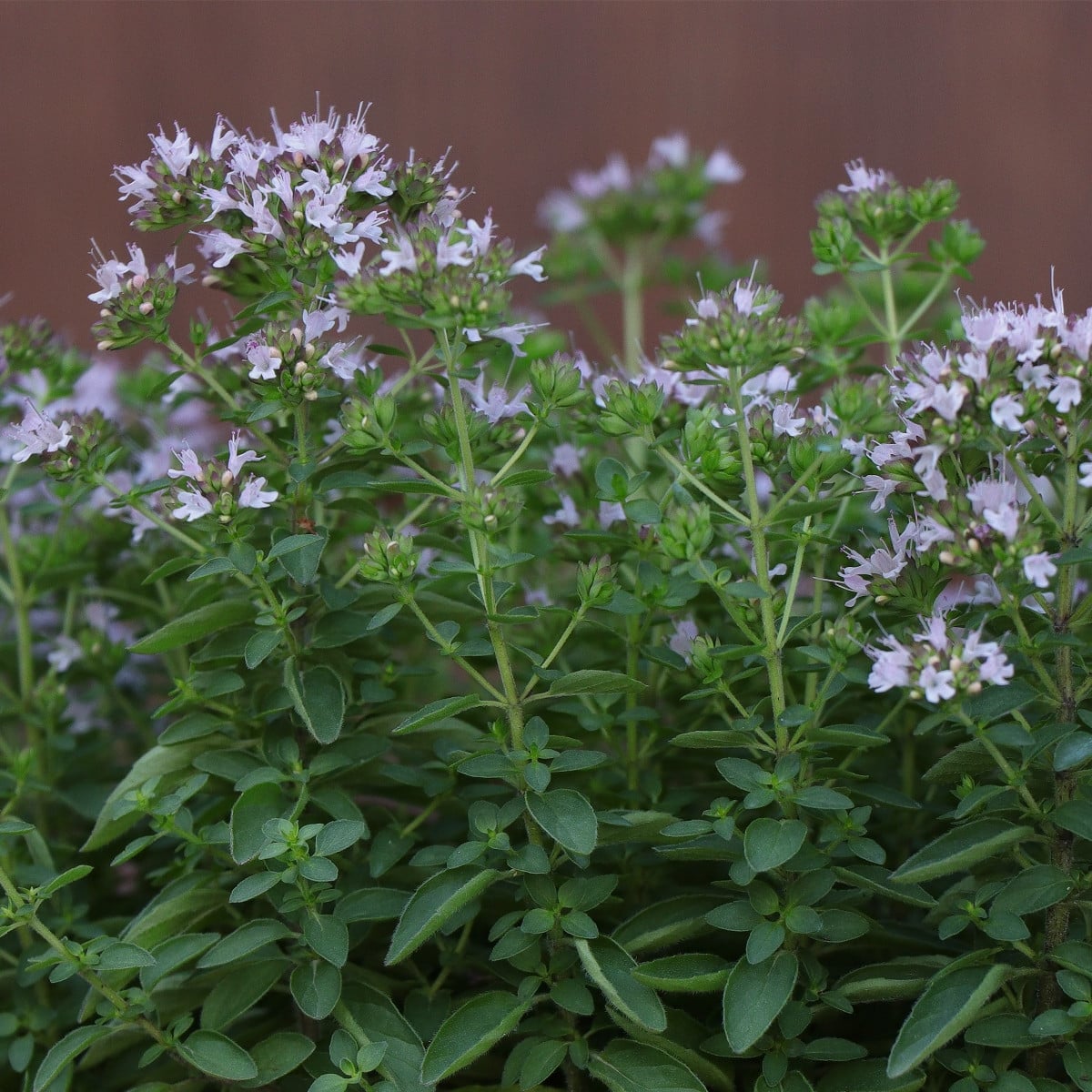 BIO semena majoránky – Origanum majorana – 200 ks