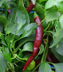 Paprika chilli Cayenne Chocolate BIO – semena 8 ks
