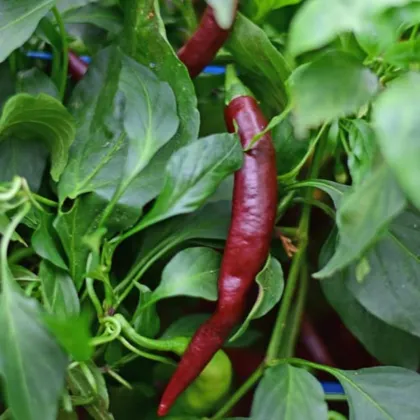 Paprika chilli Cayenne Chocolate BIO – semena 8 ks